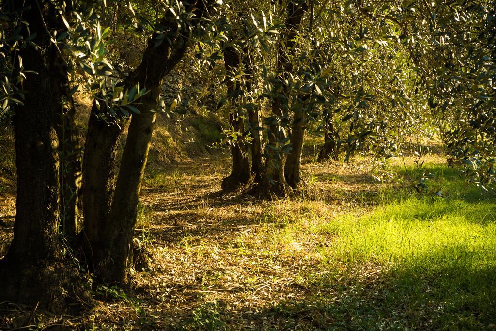 Podere Poggio Mendico 아레초 외부 사진